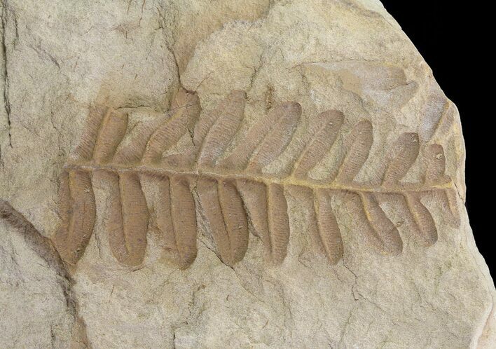 Pennsylvanian Fossil Fern (Alethopteris) - Kansas #65369